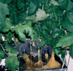 Varios sistemas de raíces de este cultivo de tomate sin suelo muestran pérdidas significativas de raíces que resultan en un pardeamiento más o menos marcado.  <b> <i> Pythium </i> spp. </b> (humedecimiento, pudrición de raíces y basales, humedecimiento, podredumbre de patas y raíces, podredumbre de castaño de indias)