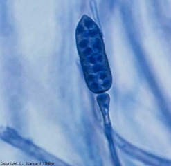 También muriformes y puntiagudas en un extremo, las conidias, de color oliva, son más largas (19,9-62,2 x 4,6-23 µm) y presentan constricciones más numerosas y bastante marcadas.  <b> <i> Stemphylium lycopersici </i> </b> (<i> S. floridanum </i>, stemphyliosis, mancha gris de la hoja)