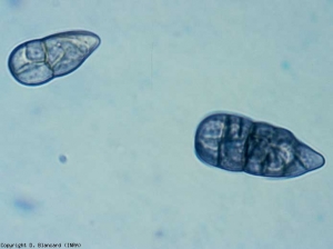 Los conidios son muriformes, muy marrones cuando maduran, redondeados en un extremo y puntiagudos en el otro.  Sus dimensiones medias son del orden de 48 x 22 µm.  <b> <i> Stemphylium solani </i> </b> (stemphyliosis, mancha gris de la hoja)