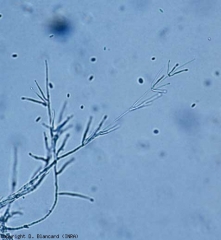 Los conidióforos de <b> <i> Verticillium dahliae </i> </b> están ramificados en verticilos;  producen conidios elipsoides, hialinos, agrupados en gotitas en sus extremos terminales o laterales (marchitez por verticillium, marchitez por <i> Verticillium </i>).