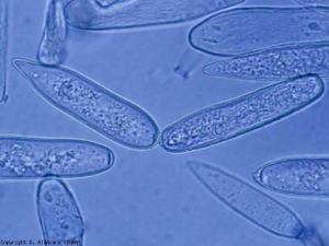 El primer conidio es pus o menos lanceolado y puntiagudo en su punta.  El segundo es más o menos elipsoidal a cilíndrico.  Sus medidas son variables: 30-80 x 12-22 µm.  <b> <i> Leveillula taurica </i> </b> (mildiú polvoriento)