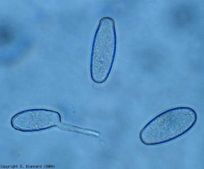 <b> <i> Oidium neolycopersici </i> </b> produce conidios hialinos bastante aislados, de elipsoide a ovoide, que miden 22-44 x 10-20 µm.  <b> Moho polvoriento </b>