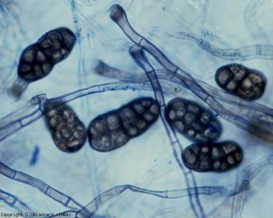 <i> <b> Stemphylium vesicarium </b> </i> presenta conidios de extremos redondeados, pared equinulada, presentando 2 a 4 constricciones.  También tienen un tinte marrón, una forma rectangular y miden 26-44 x 12-20 µm.  La forma perfecta del hongo, <i> Pleospora allii </i>, se forma en un medio artificial in vitro.  <b> Stemphyliosis (mancha gris de la hoja) </b>