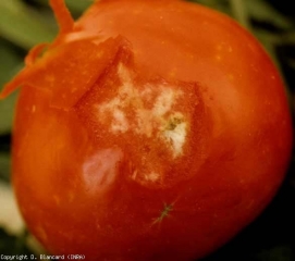 Punaise_tomate1