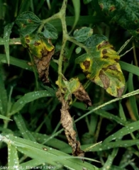 Eventualmente, los folíolos salpicados de numerosas manchas marrones se vuelven amarillos y eventualmente se secan.  <i> <b> Alternaria tomatophila </b> </i> (alternaria, mildiú temprano)