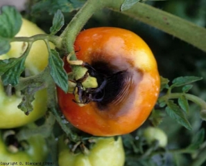 Después de invadir los sépalos y el pedúnculo, <i> <b> Alternaria tomatophila </b> </i> coloniza este fruto y provoca un deterioro circular de color marrón a negro y deprimido (alternaria, mildiú temprano)