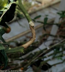 Una vez instalado en el tallo, <b> <i> Botrytis cinerea </i> </b> crece continuamente allí.  En última instancia, los cancros pueden rodear este órgano durante varios centímetros