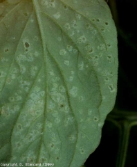 Algunas manchas cloróticas son visibles en esta hoja de tomate.  <b> Intumescencias </b> (edema)
