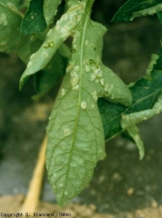 Numerosas islas de células hinchadas por el agua se han formado localmente en la parte inferior del limbo de esta hoja.  Algunos de ellos tienen un aspecto húmedo a grasoso.  <b> Intumescencias </b> (edema)