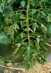 Los foliolos de varias hojas bajas de esta joven planta están más o menos rizados.  <b> Intumescencias </b> (edema)