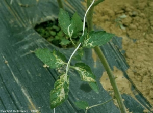 Muchos folíolos de esta hoja tienen varias minas más o menos sinuosas.  <b> <i> Liriomyza </i> sp. </b> (minadores de hojas)