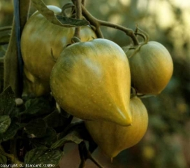 Varios de estos frutos verdes exhiben una extensión estilar puntiaguda.  Las partes florales marchitas persisten en sus extremos.  <b> Frutas con forma de limón </b>