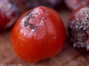 La podredumbre húmeda y blanda es claramente visible en esta fruta madura.  El micelio lo cubre gradualmente.  <b> <i> Athelia rolfsii </i> </b> (<i> Sclerotium rolfsii </i>, <i> Sclerotium </i> pudrición, mildiú del sur)