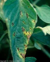 En última instancia, los folletos afectados eventualmente se vuelven amarillos y se secan.  <b> <i> Pseudomonas syringuae </i> pv.  <i> tomate </i> </b> (mota, mancha bacteriana)