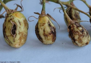 Varios cambios necróticos secos y grietas corchosas son claramente visibles en estos frutos todavía verdes.
 <b><i> Tomato spotted wilt virus </i>, TSWV</b>