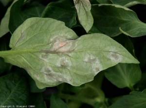 En la parte inferior de la lámina de la hoja, las manchas del tizón tardío tienden a ser de color verde oscuro a marrón, y pueden estar cubiertas con un plumón blanquecino.  <b><i> Phytophthora infestans </i></b>