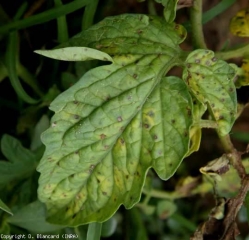 Las manchas son pequeñas, marrones y apagadas, y el centro se aclara gradualmente hasta un tinte beige.  <i> <b> Stemphylium solani </b> </i>