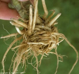 El sistema de raíces de esta planta joven tiene la forma de un "moño", lo que refleja la tendencia de las raíces a enrollarse sobre sí mismas.  <b> Malformación de la raíz </b>