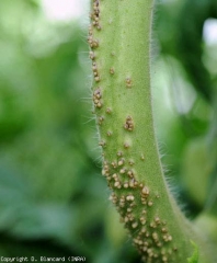 Las raíces adventicias se están desarrollando en esta porción del tallo del tomate;  la variedad es probablemente más sensible a este fenómeno.  <b> Emisión fisiológica de raíces aéreas </b>