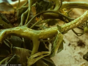 Se ven grandes manchas de color verde claro en este tallo de tomate;  de este último surgen raíces adventicias.  <b> Fitotoxicidad relacionada con herbicidas </b>