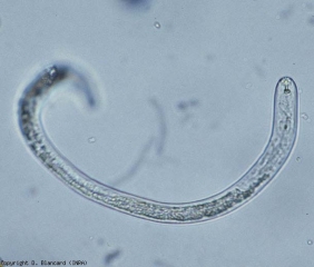 <b> <i> Pratylenchus penetrans </i> </b> es un nematodo bastante corto con un estilete bucal bastante visible.