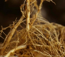 Numerosas lesiones húmedas, de color amarillento a marrón rojizo son claramente visibles en este sistema de raíces de tomate.  Nótese la desaparición de la mayoría de las raicillas. <i> <b> Pratylenchus penetrans </b> </i>