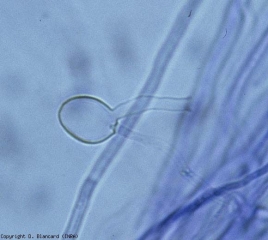 Esporangio globular y vacío de <b> <i> Pythium </i> sp. </b> que lleva un tubo de descarga.