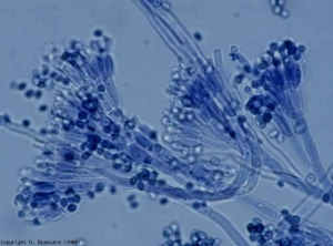 <i> Penicillium </i> se caracterizan por su aparato de fructificación en forma de cepillo.  Consiste en conidióforos más o menos ramificados, cuyo extremo no está hinchado, y pueden o no tener esterigmas diferenciados, y verticilos de fialides en el origen de muchísimos conidios de cadena.  <b> <i> Penicillium expansum </i> </b> (pudriciones de la fruta)