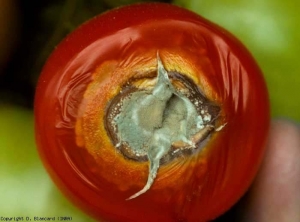 Penicillium_tomate_DB_811