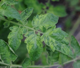 Un mosaico bastante clorótico y ligeramente deformante está bien colocado en esta hoja de tomate. <b>Tomato mosaic virus</b> (ToMV)