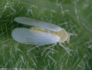 Adulto de <b><i>Bemisia tabaci</i></b> (aleurode, mosca blanca)