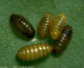 Pupas de minadores de hojas de ocre a marrón oscuro.  <b> <i> Liriomyza bryoniae </i> </b> (minador de hojas, minador de hojas)