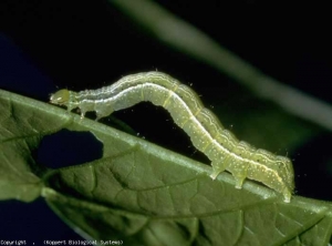 Oruga verde con una línea amarilla a cada lado de su cuerpo.  <i> <b> Chrysodeixis chalcites </b> </i> (polilla, noctuidos)