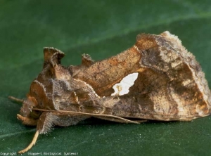 <b> <i> Chrysodeixis chalcites </i> </b> mariposa (polilla, noctuidos)