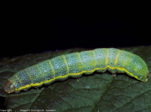 Oruga de la polilla <b> <i> Lacanobia oleracea </i> </b> (polilla)