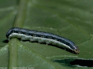 Oruga de la polilla <b> <i> Spodoptera exigua </i> </b> (polilla)