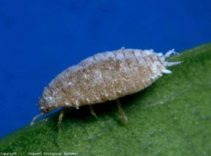 Aspecto de una oruga rosada que mide en promedio 4 mm de largo (<i> <b> Pseudococcus viburni </b> </i>, cochinilla, cochinillas)