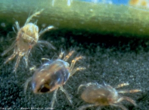 Diferentes etapas de <b> <i> Tetranychus urticae </i> </b> (ácaro tejedor, araña roja)