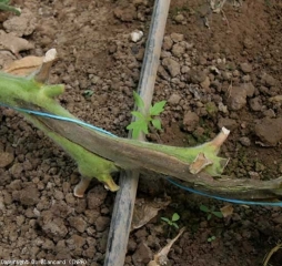 Un cuadrado marrón, longitudinal, cubre parcialmente este tallo de tomate.  <b> <i> Pectobacterium carotovorum </i> </b>