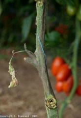 Una lesión negruzca rodea localmente el tallo de esta planta de tomate durante varios centímetros.  <b> <i> Pectobacterium carotovorum </i> </b>