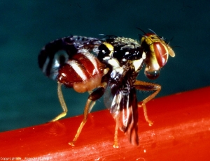 Macho de <b> <i> Neoceratitis cyanescens </i> </b> en llamada feromonal.  (mosca de la fruta)