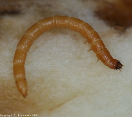 Detalle de una larva de gusano de alambre.  <b> <i> Agriotes </i> sp. </b> (gusanos de alambre o gusanos amarillos)