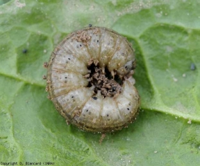 Larva de color verde grisáceo. <b> <i> Agrotis </i> sp. </b> 