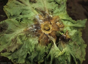 A menudo confundido, <i> <b> Sclerotinia minor </b> </i>, como <b> <i> Sclerotinia sclerotiorum </i> </b>, ataca las hojas inferiores y el cuello de la lechuga.  Provoca podredumbre marrón húmeda.  Esto está coronado por un micelio blanco bastante escaso. (<i> Sclerotinia </i> )