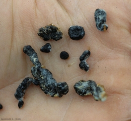 Los esclerocios de <b> <i> Sclerotinia sclerotiorum </i> </b> son negros, de forma irregular y mucho más grandes (2,5 a 20 mm) que los de <i> S.  menor </i>.  (esclerotinia, <i> esclerotinia </i>)