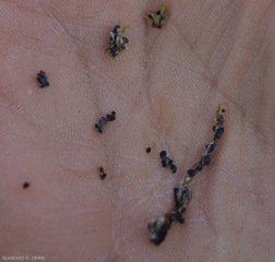 <b> <i> Sclerotinia minor </i> </b> forma esclerocios negros pequeños, a menudo agregados, que miden de 0,5 a 2 mm de diámetro (esclerotinia, gota de <i> Sclerotinia </i>)