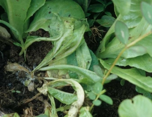 Una podredumbre se ha asentado en varias hojas y en el cuello de esta lechuga joven que está en proceso de colapso.  <b> <i> Athelia rolfsii </i> </b> (<i> Sclerotium rolfsii </i>)