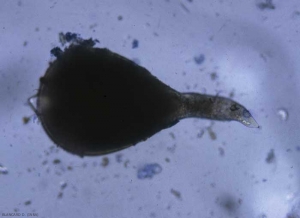 Estas agallas contienen de una a varias hembras adultas hinchadas. El estilete de la hembra a veces se puede distinguir cuando se ha extraído de una hiel. <b> <i> Meloidogyne </i> sp. </b> (nematodos agalladores)