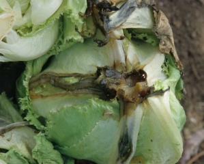 En esta ensalada, las venas principales de varias hojas bajas muestran una podredumbre más o menos extensa.  <b> <i> Pectobacterium carotovorum </i> subsp.  <i> carotovorum </i> </b>