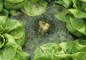 El tejido vegetal ahora está completamente descompuesto.  Solo se pueden distinguir unas pocas venas principales de las hojas y los esclerocios dispersos del hongo.  <b> <i> Sclerotinia minor </i> </b>